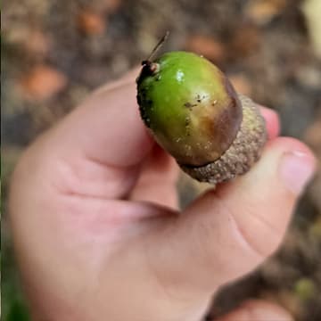 Une pomme de pin ramassée en forêt, dans le creux de la main